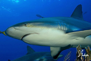 This image was taken while diving at Ginormous. Reef Shar... by Steven Anderson 